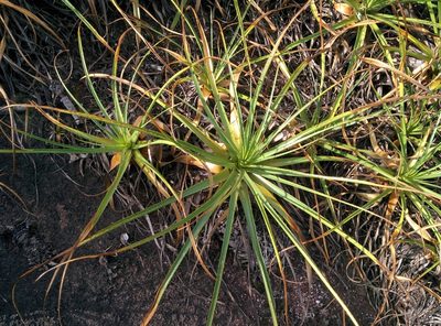 Pitcairnia cremersii, photographed by Julien Renoult