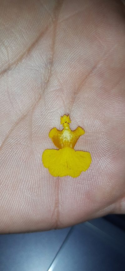 Oncidium panchrysum, photographed by DANIEL ALEJANDRO CHICA BOTERO