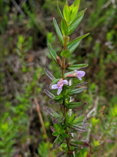 Lythrum maritimum, photographed by Ben Keen