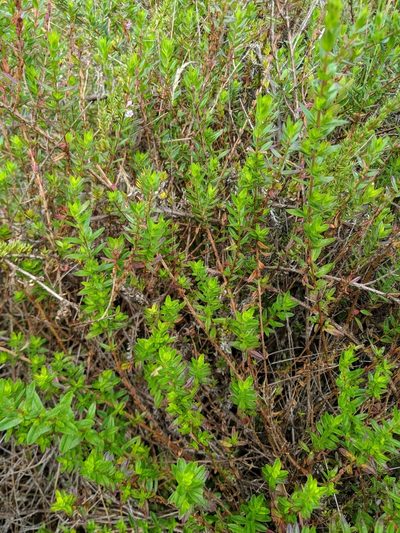 Lythrum maritimum, photographed by Ben Keen
