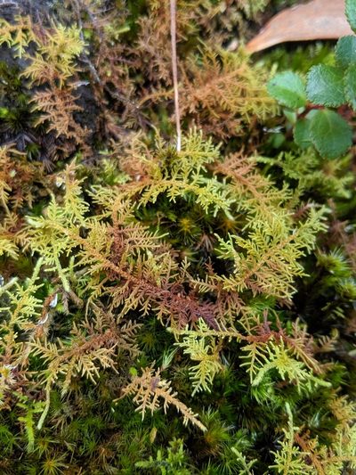 Thuidium cymbifolium, photographed by Ben Keen