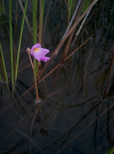 Utricularia myriocista, photographed by Julien Renoult