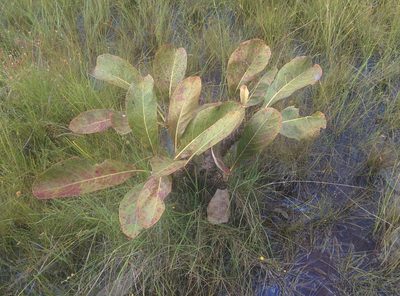 Byrsonima verbascifolia, photographed by Julien Renoult