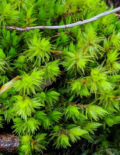 Dicranum spirophyllum, photographed by Ben Keen