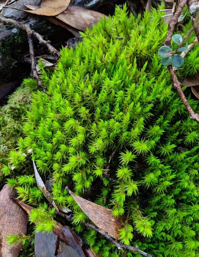 Dicranum spirophyllum, photographed by Ben Keen