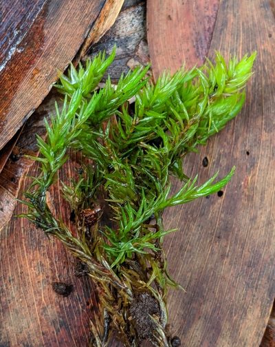 Dicranum spirophyllum, photographed by Ben Keen