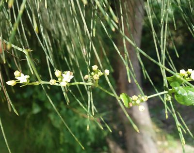 Zehneria guamensis, photographed by agujaceratops