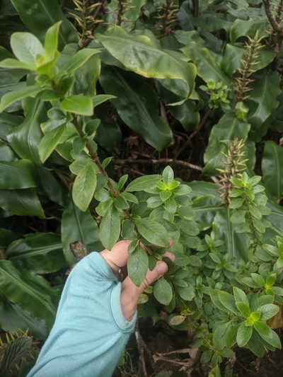 Coprosma kauensis, photographed by Eric Knight