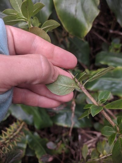 Coprosma kauensis, photographed by Eric Knight