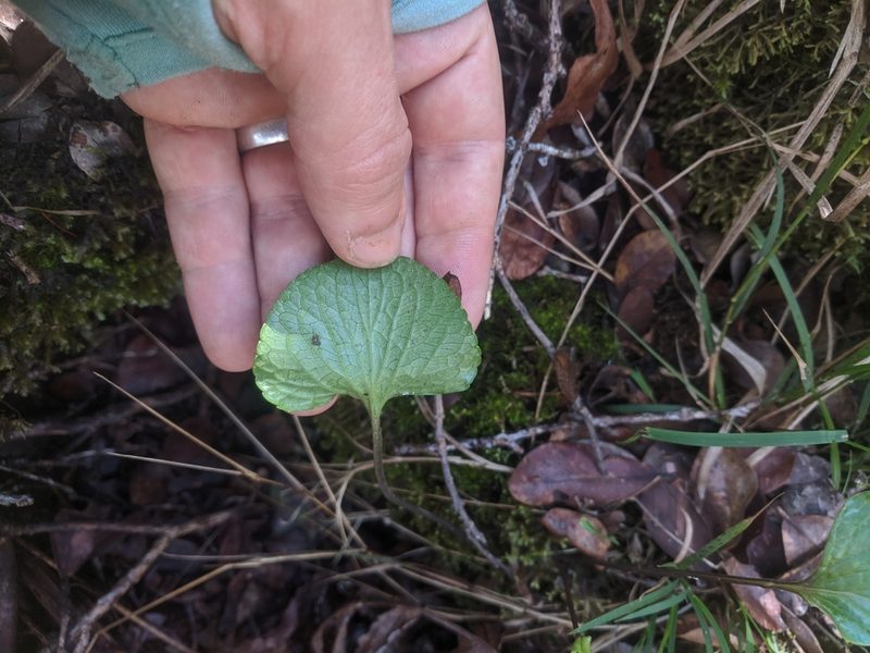 Viola kauaensis, photographed by Eric Knight
