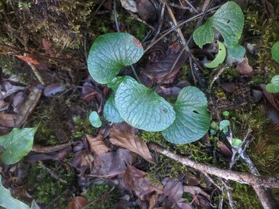 Viola kauaensis, photographed by Eric Knight