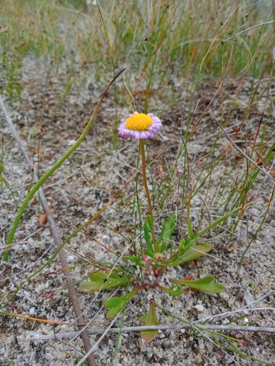 Brachyscome parvula, photographed by Nina Kerr