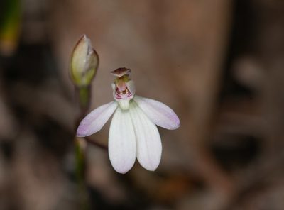 Caladenia prolata, photographed by Rolf Lawrenz
