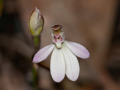 Caladenia prolata, photographed by Rolf Lawrenz