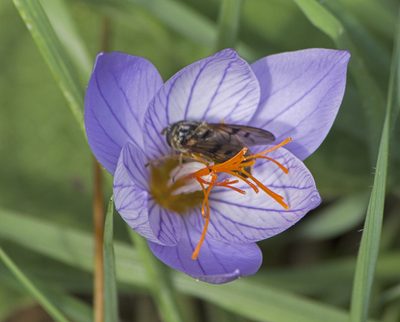 Crocus ibrahimii, photographed by katunchik