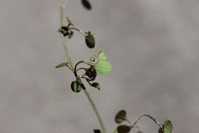 Teucrium parvifolium, photographed by Joe Potter Butler