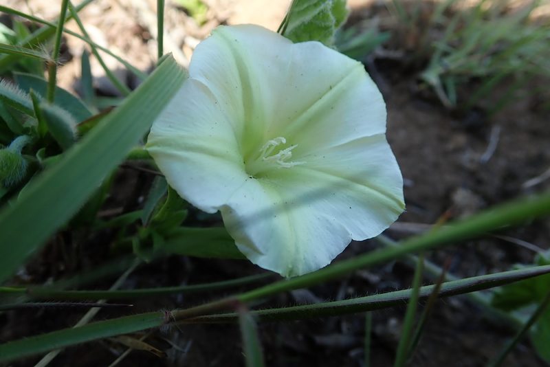 Convolvulus natalensis, photographed by Peter Warren