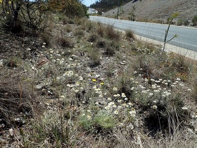 Leucochrysum albicans, photographed by coenobita