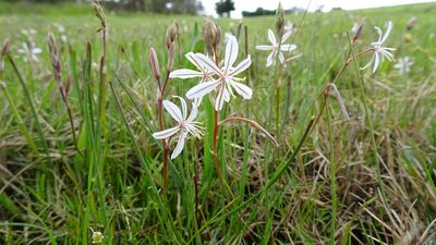 Trachyandra filiformis, photographed by Paul Emms