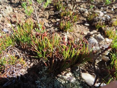 Ficinia overbergensis, photographed by linkie