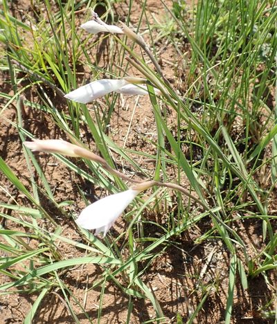 Gladiolus inandensis, photographed by Peter Warren