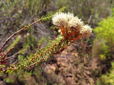Berzelia cordifolia, photographed by linkie