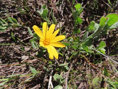 Osteospermum potbergense, photographed by linkie