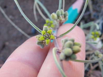 Raphionacme velutina, photographed by Antoinette Eyssell Knox