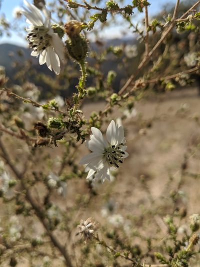 Blepharizonia laxa, photographed by Nora Bales