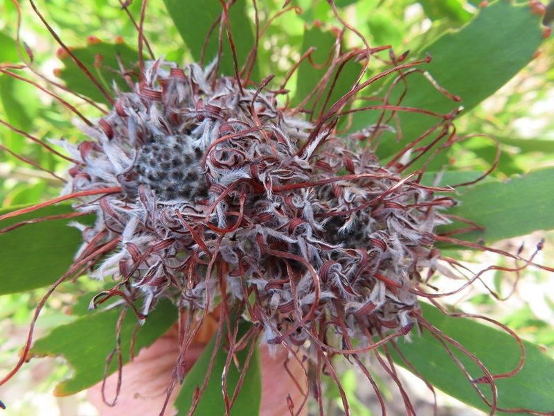 Leucospermum fulgens, photographed by linkie