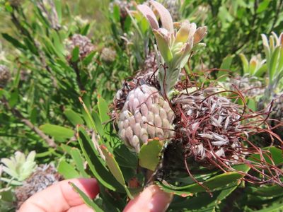 Leucospermum fulgens, photographed by linkie