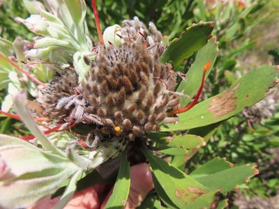 Leucospermum fulgens, photographed by linkie