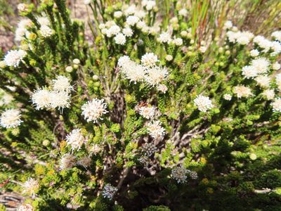 Agathosma geniculata, photographed by linkie