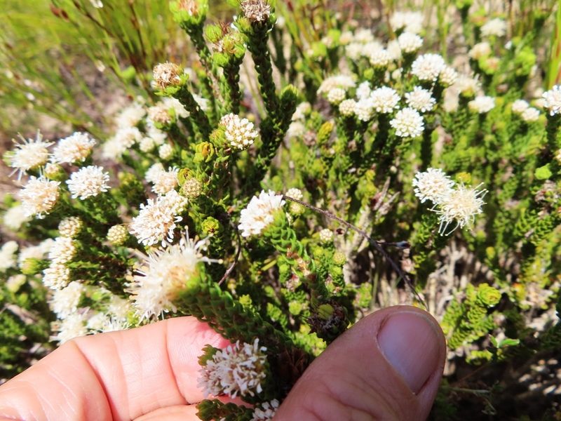 Agathosma geniculata, photographed by linkie