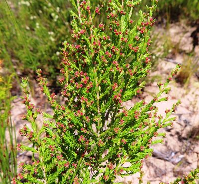 Erica didymocarpa, photographed by linkie