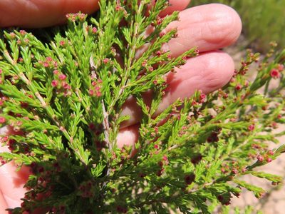 Erica didymocarpa, photographed by linkie