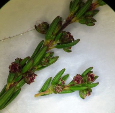Erica didymocarpa, photographed by linkie