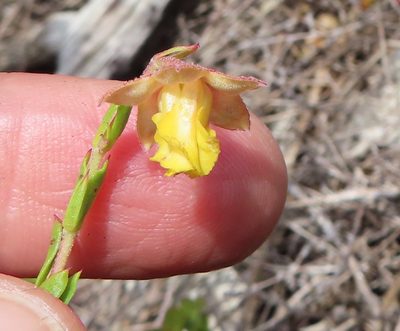Hermannia concinnifolia, photographed by linkie