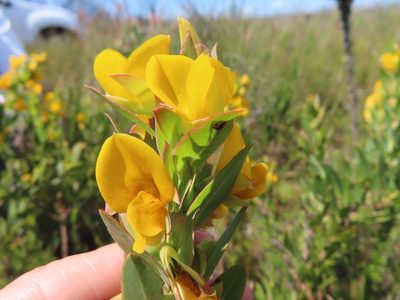 Rafnia crassifolia, photographed by linkie