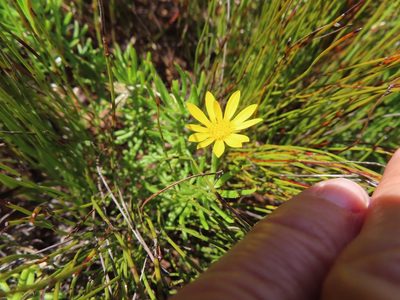 Osteospermum subulatum, photographed by linkie