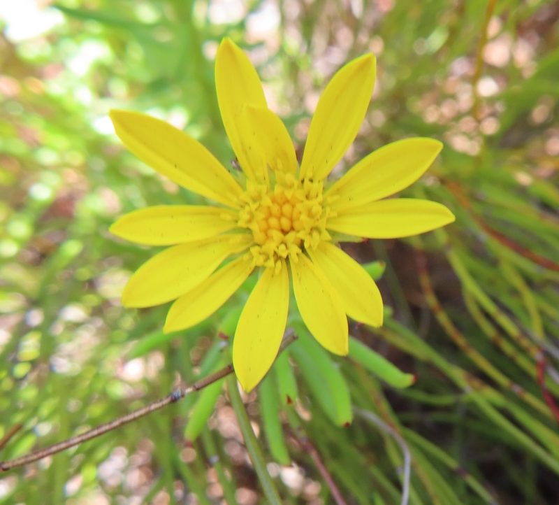 Osteospermum subulatum, photographed by linkie