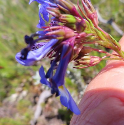 Lobelia valida, photographed by linkie