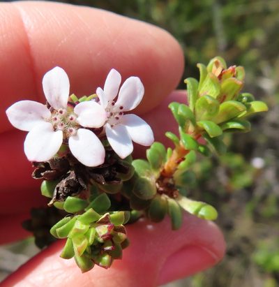 Adenandra rotundifolia, photographed by linkie