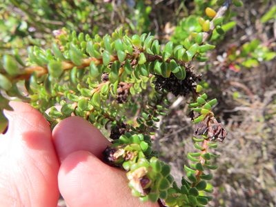 Adenandra rotundifolia, photographed by linkie