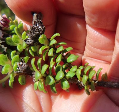 Adenandra rotundifolia, photographed by linkie