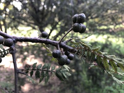 Bursera copallifera, photographed by Luis F. Ramírez