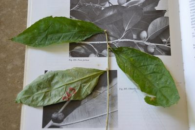 Pombalia prunifolia, photographed by Letizia Weichgrebe