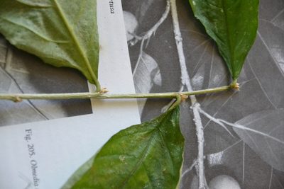 Pombalia prunifolia, photographed by Letizia Weichgrebe