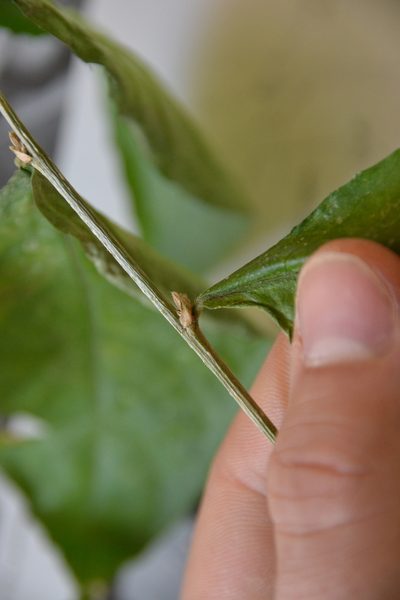 Pombalia prunifolia, photographed by Letizia Weichgrebe