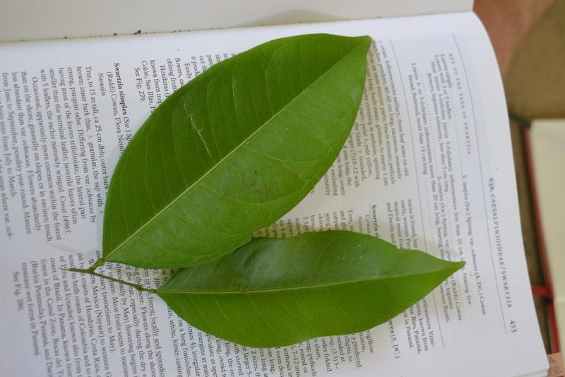 Swartzia simplex, photographed by Letizia Weichgrebe